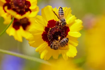 Two bees on flower.jpg